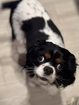 A black and white dog looking up at the camera